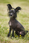 Chinese Crested Dog