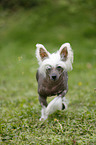 Chinese Crested Dog