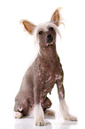 sitting Chinese Crested Dog