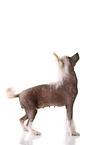 standing Chinese Crested Dog