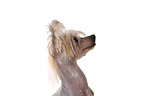 Chinese Crested Dog Portrait