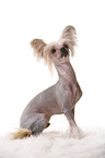 sitting Chinese Crested Dog