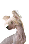 Chinese Crested Dog Portrait