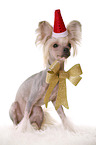 sitting Chinese Crested Dog