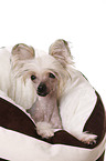 Chinese Crested Dog