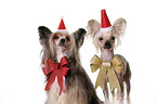 2 Chinese Crested Dogs