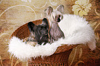 2 Chinese Crested Dogs