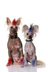 2 Chinese Crested Dogs