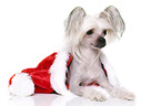 lying Chinese Crested Dog