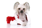 lying Chinese Crested Dog