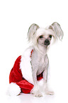 sitting Chinese Crested Dog