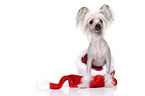 sitting Chinese Crested Dog