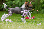 Chinese Crested Dog Puppy