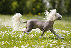 running Chinese Crested Dog
