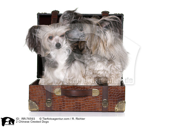 2 Chinesische Schopfhunde / 2 Chinese Crested Dogs / RR-76593