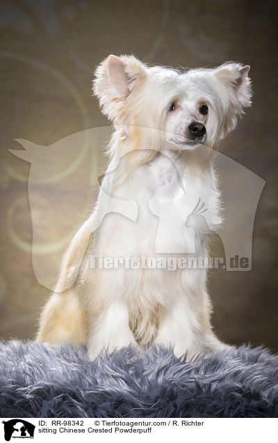 sitting Chinese Crested Powderpuff / RR-98342
