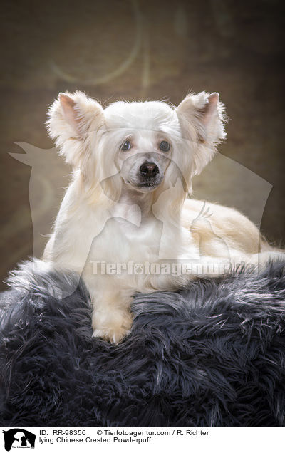 lying Chinese Crested Powderpuff / RR-98356