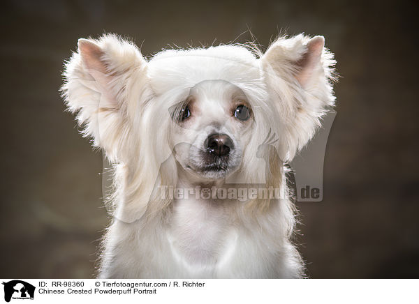 Chinese Crested Powderpuff Portrait / RR-98360