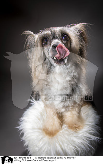 sitting Chinese Crested Powderpuff / RR-98391