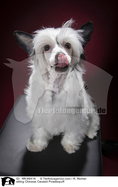 sitting Chinese Crested Powderpuff / RR-98416