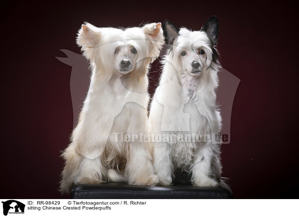 sitting Chinese Crested Powderpuffs / RR-98429