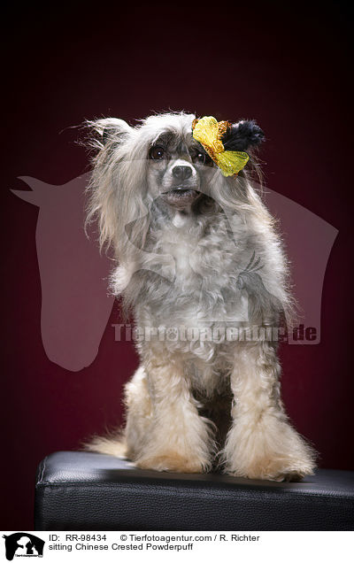 sitting Chinese Crested Powderpuff / RR-98434
