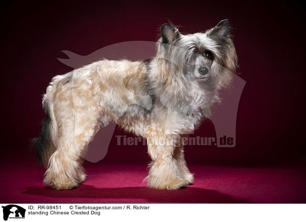 standing Chinese Crested Dog / RR-98451