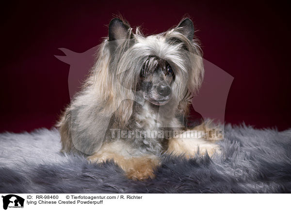 lying Chinese Crested Powderpuff / RR-98460