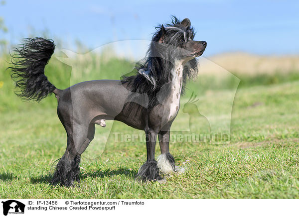 standing Chinese Crested Powderpuff / IF-13456
