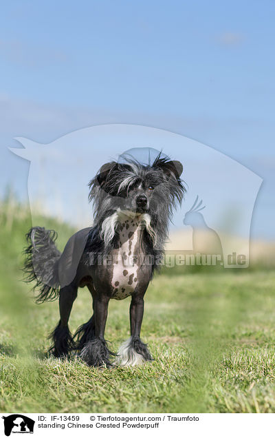 standing Chinese Crested Powderpuff / IF-13459