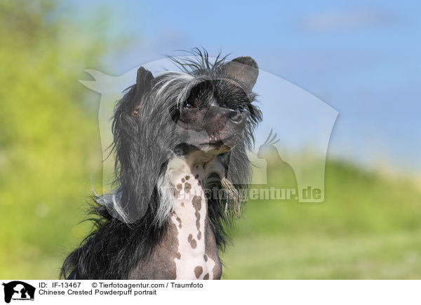 Chinese Crested Powderpuff portrait / IF-13467