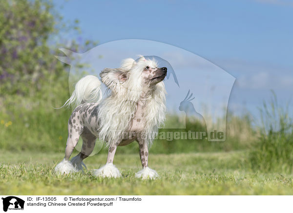 standing Chinese Crested Powderpuff / IF-13505