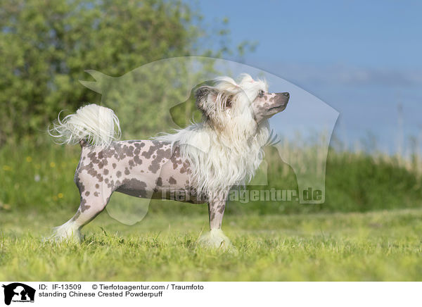 standing Chinese Crested Powderpuff / IF-13509
