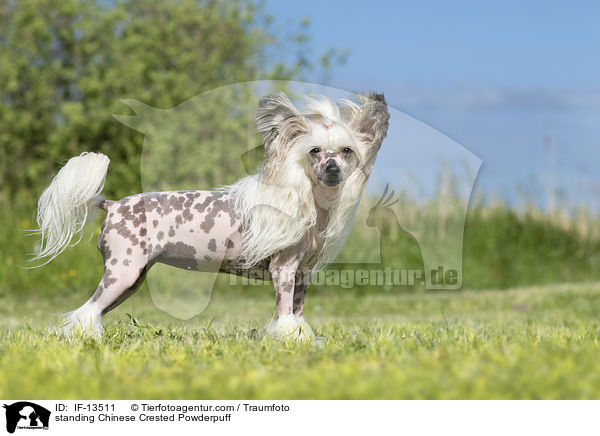 standing Chinese Crested Powderpuff / IF-13511