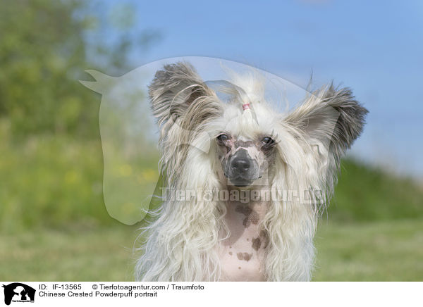 Chinese Crested Powderpuff portrait / IF-13565