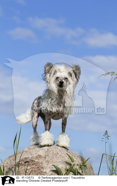 standing Chinese Crested Powderpuff / IF-13573