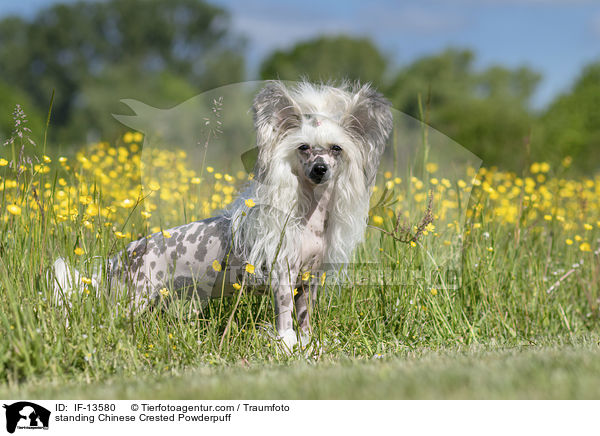 standing Chinese Crested Powderpuff / IF-13580