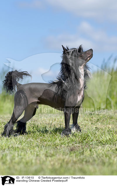 standing Chinese Crested Powderpuff / IF-13610