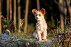 Chinese Crested Powderpuff