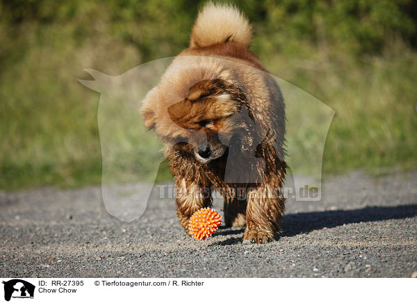 Chow Chow / Chow Chow / RR-27395