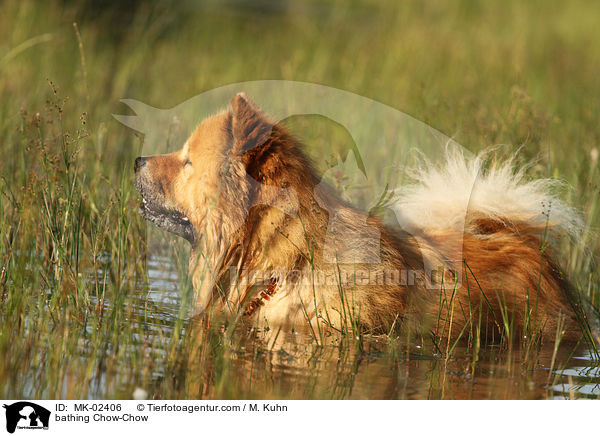 badender Chow-Chow / bathing Chow-Chow / MK-02406