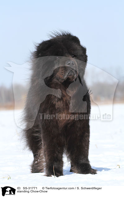 standing Chow-Chow / SS-31771