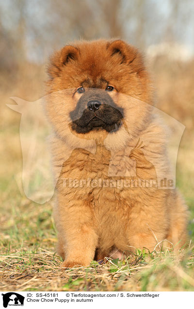 Chow-Chow Welpe im Herbst / Chow Chow Puppy in autumn / SS-45181