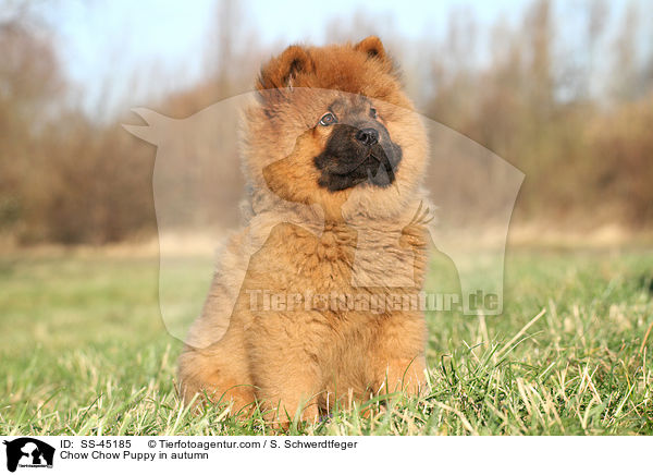 Chow-Chow Welpe im Herbst / Chow Chow Puppy in autumn / SS-45185
