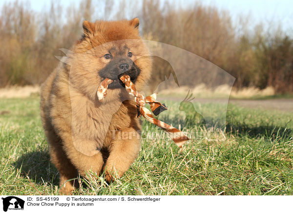 Chow-Chow Welpe im Herbst / Chow Chow Puppy in autumn / SS-45199