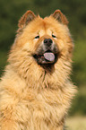 Chow Chow Portrait