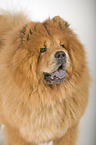 Chow-Chow Portrait