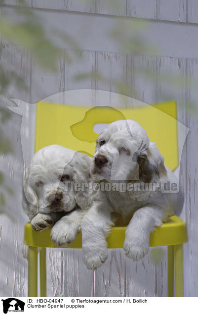 Clumber Spaniel puppies / HBO-04947