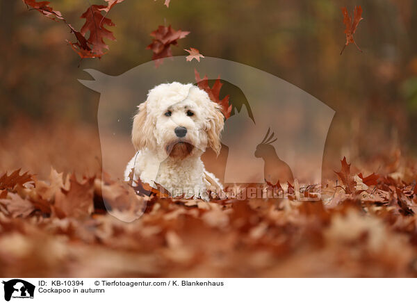 Cockapoo im Herbst / Cockapoo in autumn / KB-10394