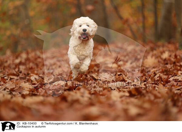 Cockapoo im Herbst / Cockapoo in autumn / KB-10400